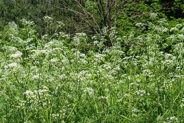 Immagine Sfondo Achillea Fiorita Una Pianta Erbacea Perenne Della Famiglia — Foto Stock