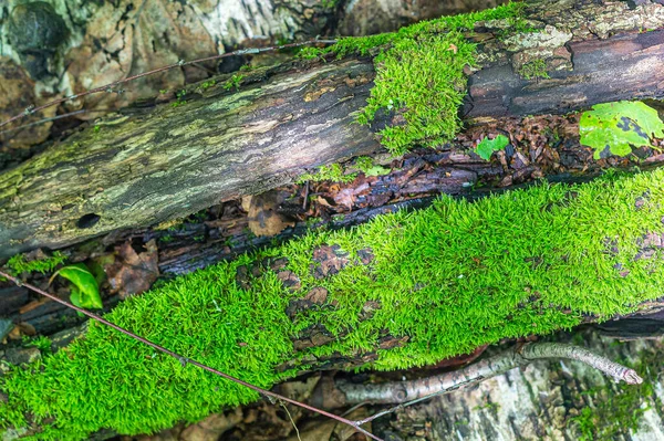 Grön Mjuk Mossa Skogen Täcker Stammen Gammal Fallen Ruttnande Träd — Stockfoto