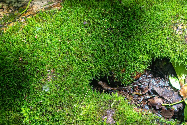 Grön Mjuk Mossa Täcker Rötterna Ett Gammalt Sjukt Träd Skogen — Stockfoto