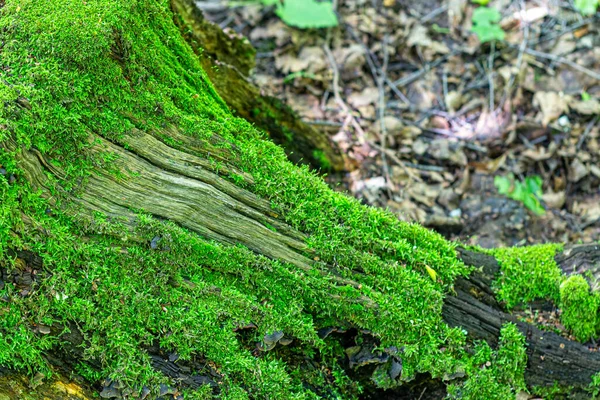 Root Ett Gammalt Träd Täckt Med Mjuk Mossa Grön Mossa — Stockfoto