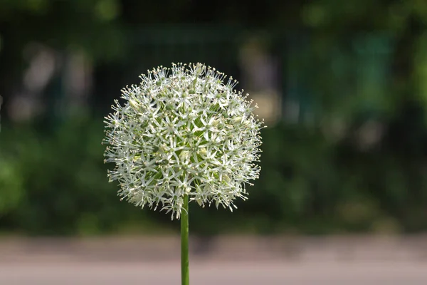 Круглый Шар Цветок Декоративный Лук Allium Размытом Фоне Городском Саду — стоковое фото