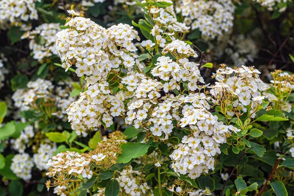 Vanhoutte Spirea Kwitnący Krzew Ozdobny Pięknymi Białymi Kwiatami — Zdjęcie stockowe