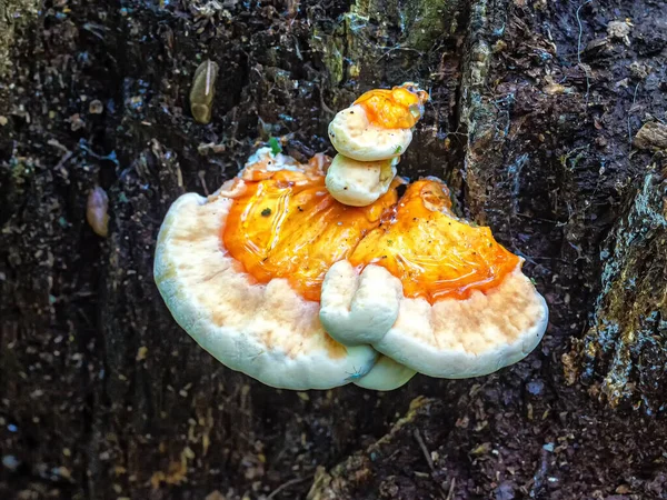 Hongo Naranja Parásito Polipore Crece Después Lluvia Viejo Tronco Árbol — Foto de Stock