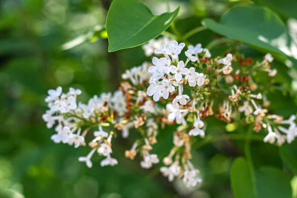 Kwitnące Wyblakłe Białe Kwiaty Lilii Tle Zielonych Liści Parku Miejskim — Zdjęcie stockowe