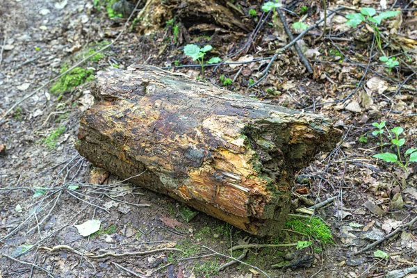 Trästock För Turist Brand Som Finns Skogen Ligger Marken — Stockfoto