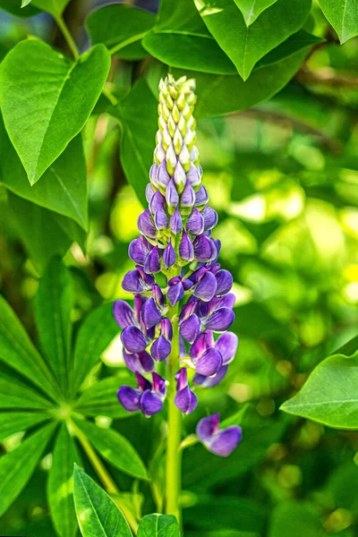 Bellissimo Fiore Lupino Azzurro Genere Piante Della Famiglia Delle Leguminose — Foto Stock