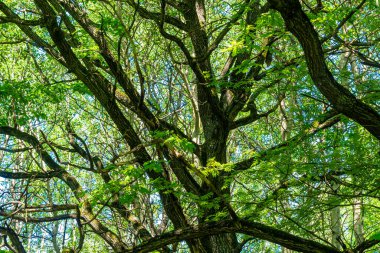 Şehir parkında yeşil yapraklı meşe ağaçları var.