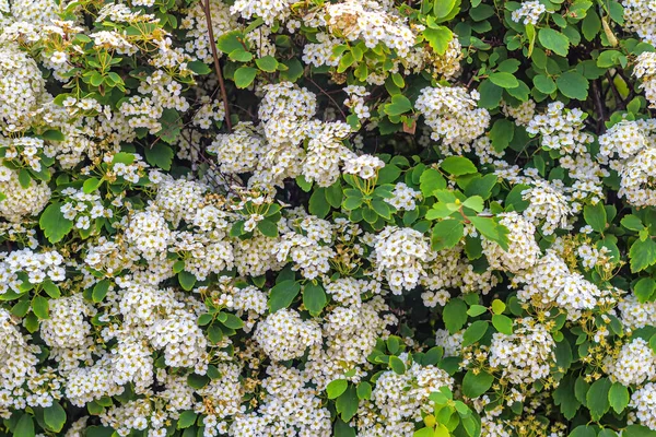 Spiraea Vanhoutte Ozdobny Krzak Bujną Białe Kwiaty Parku Miejskim — Zdjęcie stockowe