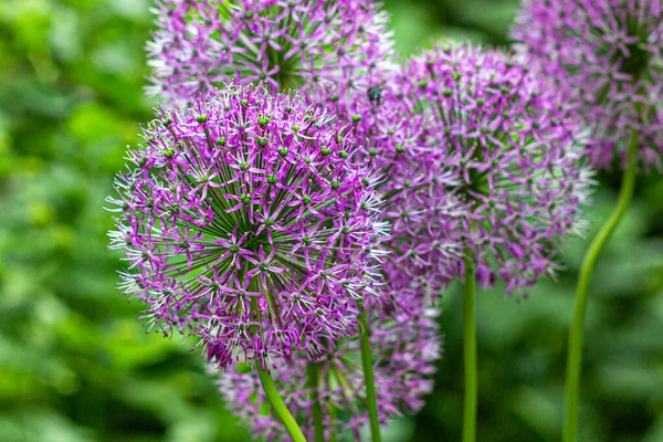 Fioritura Cipolla Giardino Ornamentale Allium Viola Uno Sfondo Erba Verde — Foto Stock