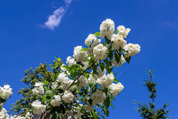 Krzew Pięknymi Białymi Kwiatami Kwitnącymi Przeciwko Jasnemu Błękitnemu Niebu — Zdjęcie stockowe