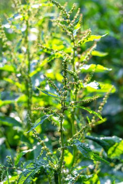 Bulanık odak noktadaki yeşil çayır bitkileri, sabah güneşiyle aydınlanır.