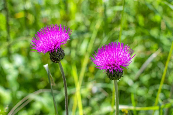 Розово Фиолетовые Цветы Thistle Многолетнее Травянистое Растение Семейства Asteraceae — стоковое фото