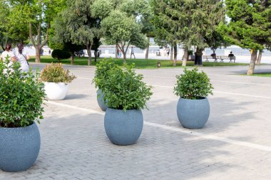 Primorsky Bulvarı 'nın setine büyük, seramik, yuvarlak tencereler ekildi.