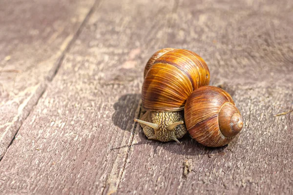 Dois Grandes Caracóis Uva Com Grandes Conchas Marrons Encontraram Superfície — Fotografia de Stock