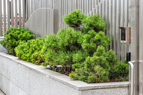 Groene Dennentakken Met Naalden Als Decoratieve Decoratie Aan Het Metalen — Stockfoto