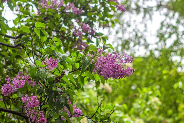 Krzew Liliowy Mokrymi Liśćmi Pięknymi Liliowymi Kwiatami Letnim Deszczu Świeżym — Zdjęcie stockowe