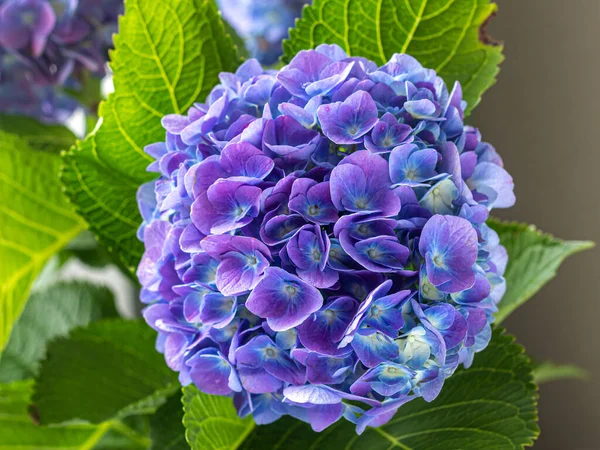 Hydrangea Csokor Kis Virágokkal Kék Szirmokkal Zöld Levelekkel — Stock Fotó