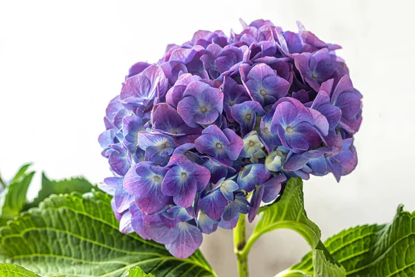 Güzel Mavi Ortanca Çiçekleri Sapın Sonunda Güzel Küresel Dolgu Maddeleriyle — Stok fotoğraf