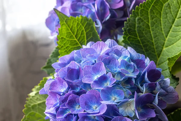 Flores Azuis Delicadas Hortênsia Azul Fundo Folhas Verdes Texturizadas — Fotografia de Stock