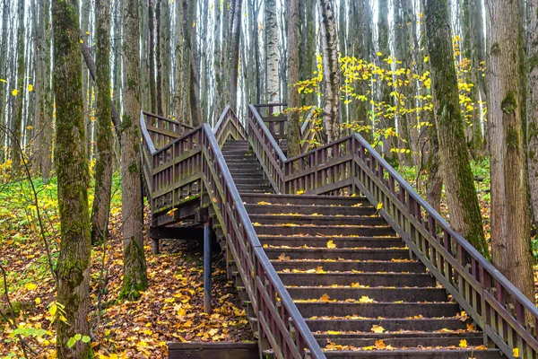 Деревянная Пешеходная Лестница Овраге Перилами Многочисленными Пролётами Осеннем Лесу — стоковое фото