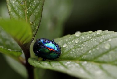 Nane yaprağı üzerinde böcek