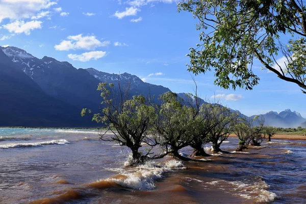 An avenue of trees on the red tide