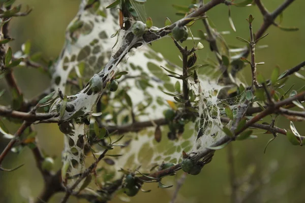Bir web Dikenli çalıların üzerinde