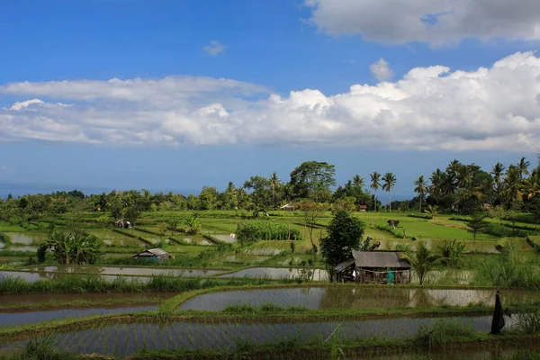 Rice paddocks found after taking wrong turn on a scooter trip