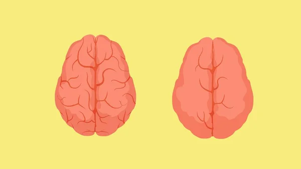 Estructura de cerebro humano inteligente y estúpido. Dos cerebros rojos de arrugas . — Archivo Imágenes Vectoriales