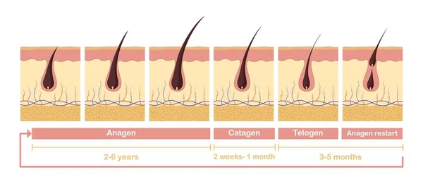 Saç uzama döngüsü illüstrasyonu. Anagen telagen 'den tüy foliküllerinin anatomik diyagramı.