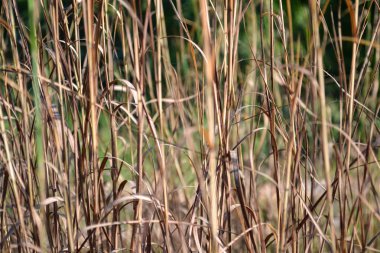 Çayırdaki kurumuş otların dokusu