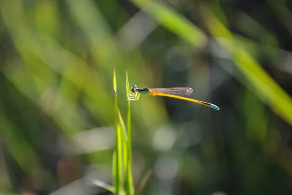 Χρυσό Dartlet Damselfly Στο Γρασίδι Αρσενικό — Φωτογραφία Αρχείου