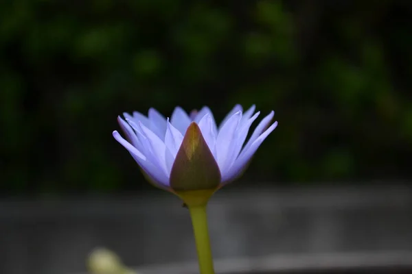 Flor Nenúfar Púrpura Flor — Foto de Stock