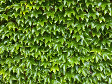 Yeşil yaprakların arkaplanı. Boş alan.