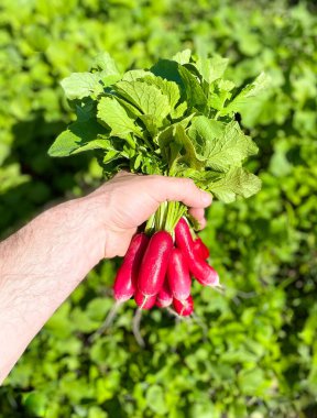 Bir adamın elinde yeni toplanmış turplar, yatakların arka planında. Düzgün sağlıklı beslenme ve tarım kavramı.