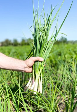 Bir adamın elinde taze koparılmış taze soğanlar..
