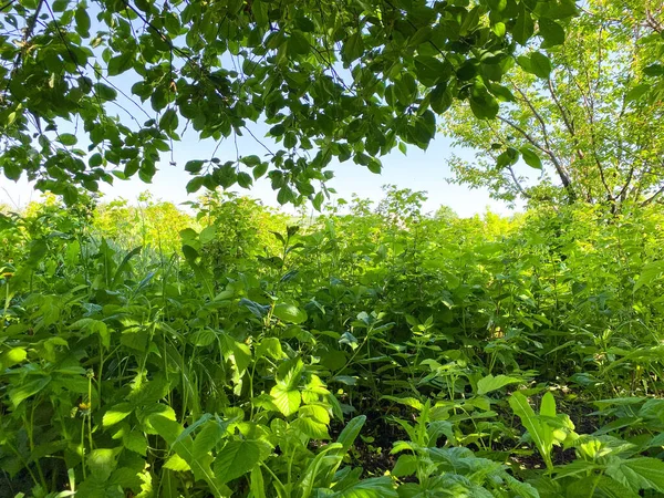 背景がぼやけて庭の緑の植物の眺め フリースペース — ストック写真