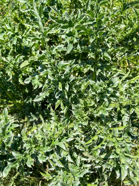 緑の花の背景 フリースペース — ストック写真