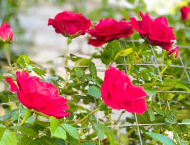 Beyaz tuğla bir duvara karşı kırmızı güllerden oluşan bir çalılığa yakın plan, çitlerle çevrili..