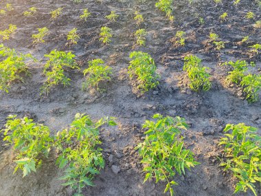 Sebze bahçesine ekilmiş organik domates tohumları. Tarım, tarım kavramı.