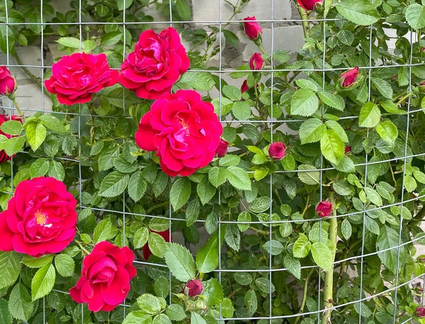 Närbild Buske Med Röda Rosor Mot Vit Tegelvägg Inhägnad Galler — Stockfoto