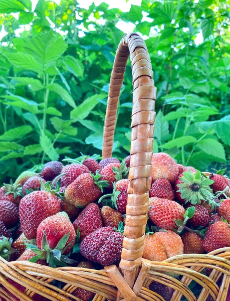 Large Basket Fresh Strawberries Garden Free Space — Stock Photo, Image