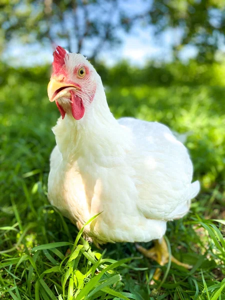 Big white chicken walks on the grass in the garden. Free space. Defocus light background.