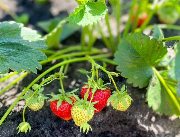 Grote Struik Van Aardbeien Met Rode Groene Bessen Bessen Kweken — Stockfoto