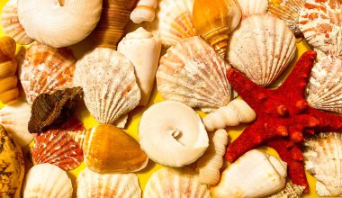 Sarı bir yüzey üzerinde çok renkli deniz kabukları. Boş alan.