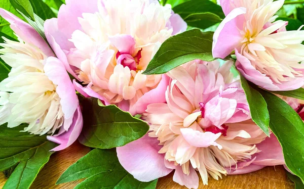 Pfingstrosen Blühen Rosa Farbe Auf Einer Abstrakten Braunen Holzoberfläche Freiraum — Stockfoto