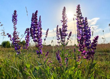 Tarlada çok renkli, parlak yabani çiçekler. Boş alan. Işık arkaplanını sil.