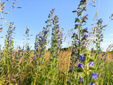 Tarlada çok renkli, parlak yabani çiçekler. Boş alan. Işık arkaplanını sil.