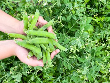 Avuçlarında bir avuç olgunlaşmış çiğ bezelye. Düzgün sağlıklı beslenme ve tarım kavramı.