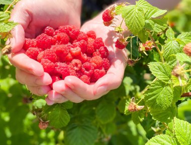 Bir kadının avuçlarında olgun, parlak ahududular. Serbest Boşluk Defocus ışık arkaplanı. Sağlıklı düzgün güçlendirilmiş gıda ve tarım kavramı.